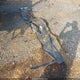 1GBM7H1JXTJ103156 1996 Chevrolet Kodiak C7H042 auction photo thumbnail 12