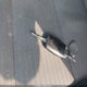 KNAFX4A61G5535980 2016 Kia Forte Lx auction photo thumbnail 11