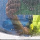 JM1BL1VG4B1380078 2011 Mazda Mazda3 I Touring auction photo thumbnail 9