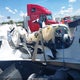 3AKJHTDV8SSVS0496 2025 Freightliner New Cascadia 116 auction photo thumbnail 11