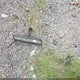 1FTEF15N8SNA86646 1995 Ford F150 auction photo thumbnail 12