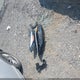 KMHLP4DG6RU775301 2024 Hyundai Elantra Limited auction photo thumbnail 12
