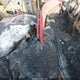 1G2NW52E64C120288 2004 Pontiac Grand Am Gt auction photo thumbnail 5