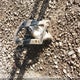 2GNALCEK5H1578206 2017 Chevrolet Equinox Lt auction photo thumbnail 12