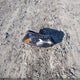 2GNAXKEV9M6112221 2021 Chevrolet Equinox Fwd Lt auction photo thumbnail 17