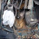 1GT125E83BF126427 2011 GMC Sierra 2500Hd Denali auction photo thumbnail 8