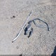 1C4PJMCS7GW118313 2016 Jeep Cherokee Latitude auction photo thumbnail 12