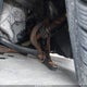 JH4CU2F65AC030134 2010 Acura Tsx 2.4 auction photo thumbnail 6