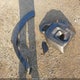 JF2SKAJC8RH522439 2024 Subaru Forester Wilderness auction photo thumbnail 11