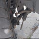 5TDZT34A34S210050 2004 Toyota Sequoia Sr5 V8 auction photo thumbnail 20