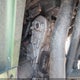 4UF10ATVXAT205061 2010 Arti Cat 710 Efi auction photo thumbnail 10