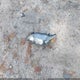 1NXBU40E09Z147081 2009 Toyota Corolla S auction photo thumbnail 12