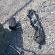 KM8K2CAA6LU476029 2020 Hyundai Kona Sel auction photo thumbnail 11