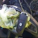 MAJ6S3GL8NC474005 2022 Ford Ecosport Se auction photo thumbnail 11