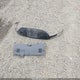 5NPD84LF8LH561166 2020 Hyundai Elantra Sel auction photo thumbnail 12