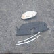 1FA6P8TH8R5143368 2024 Ford Mustang Ecoboost Fastback auction photo thumbnail 12