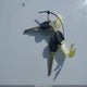 1HGCE1825RA006931 1994 Honda Accord Lx/Ex auction photo thumbnail 11