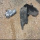1FMCU0MN5RUA50658 2024 Ford Escape St-Line auction photo thumbnail 12