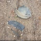 1ZVHT84N185193804 2008 Ford Mustang V6 Deluxe/V6 Premium auction photo thumbnail 12
