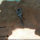 1GCEC14Z0NE225976 1992 Chevrolet Gmt-400 C1500 auction photo thumbnail 11