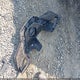 KNMAT2MT8GP666732 2016 Nissan Rogue Sv auction photo thumbnail 12