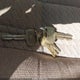 4TAVN73F0SZ068017 1995 Toyota Tacoma Xtracab auction photo thumbnail 11