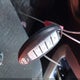 1N4AL3APXFC155015 2015 Nissan Altima 2.5 Sv auction photo thumbnail 11