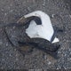KMHCT5AE9HU336404 2017 Hyundai Accent Se auction photo thumbnail 12