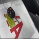 1FADP3F22GL251754 2016 Ford Focus Se auction photo thumbnail 11
