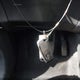 MAJ3S2GE7MC450064 2021 Ford Ecosport Se auction photo thumbnail 11