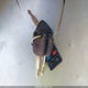 1LNHM81W01Y718798 2001 Lincoln Town Car Executive auction photo thumbnail 11
