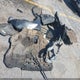 1FMCU0GD6HUA08663 2017 Ford Escape Se auction photo thumbnail 12