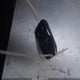3GCPYFED1LG227008 2020 Chevrolet Silverado 1500 4Wd Short Bed Lt Trail Boss auction photo thumbnail 11