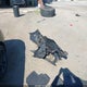 2HGFC3B3XKH351735 2019 Honda Civic Ex auction photo thumbnail 11