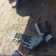 KMTG34SC4SU157774 2025 Genesis G70 2.5T Rwd auction photo thumbnail 11