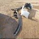 4T1B61HK3KU823676 2019 Toyota Camry Xse auction photo thumbnail 12
