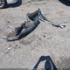 3GNAXHEV4LS691492 2020 Chevrolet Equinox Fwd Ls auction photo thumbnail 11