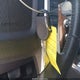 1FTFW1CT8DFB97846 2013 Ford F-150 Platinum auction photo thumbnail 11