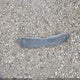 3MZBM1U70FM143088 2015 Mazda Mazda3 I Sport auction photo thumbnail 12
