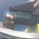 2G1WB5E33C1151016 2012 Chevrolet Impala Lt auction photo thumbnail 9