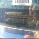 6S69R70453230 1977 Other Other auction photo thumbnail 9