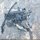 4T1B61HK9JU025553 2018 Toyota Camry Xse auction photo thumbnail 12