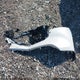 JM3KFBBL5S0636109 2025 Mazda Cx-5 2.5 S Select auction photo thumbnail 12