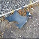 KMHCT5AE7CU004891 2012 Hyundai Accent Gs auction photo thumbnail 12