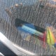 1C4PJMCS1FW773694 2015 Jeep Cherokee Latitude auction photo thumbnail 17