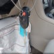 1FADP3F29HL234547 2017 Ford Focus Se auction photo thumbnail 11