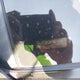 SALVP2BG8FH018305 2015 Land Rover Range Rover Evoque Pure auction photo thumbnail 9