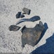 1FMCU0MZ1RUA16977 2024 Ford Escape St-Line auction photo thumbnail 12