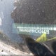 1N4AA6AP8HC424428 2017 Nissan Maxima 3.5 Platinum auction photo thumbnail 18