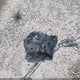 19UUB2F84KA009965 2019 Acura Tlx Advance Pkg auction photo thumbnail 12